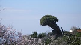 Durch Wind schief gewachsener alter Drachenbaum