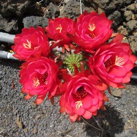 Rote Kaktusblüten
