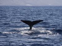Walflosse vor der Westküste La Palmas