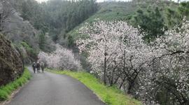 Mandelblüten am Wanderweg