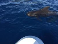Wal direkt vor dem Ausflugsboot, La Palma