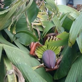 Lila Blüte einer Bananenpflanze