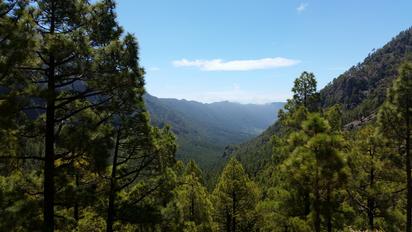 La Palma wandern: Blick über die Wälder