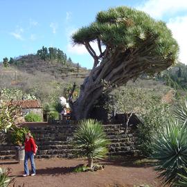 Schiefer Drachenbaum auf La Palma