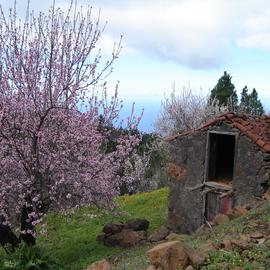 Blühende Mandelbäume auf La Palma