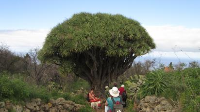 Typischer Drachenbaum im Nordwesten von La Palma