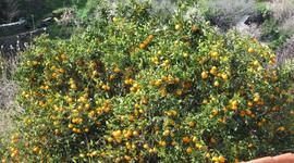 voller Orangenbaum im Winter auf La Palma